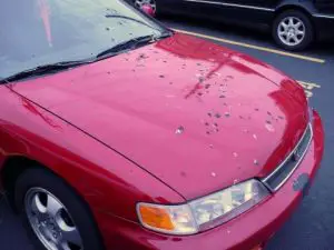 rich results How to Clean Bird Poop Off Car